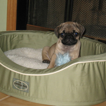 Bellissimi cuccioli di Carlino