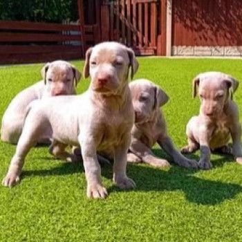 Splendidi cuccioli di Weimaraner