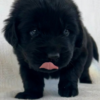 Fantastici cuccioli di Terranova