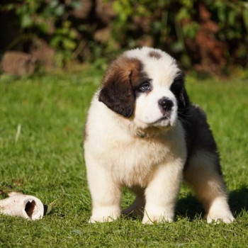 Adorabili cuccioli di San Bernardo