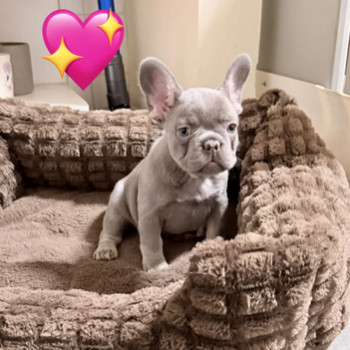 Bellissimi cuccioli di Bulldog Francese