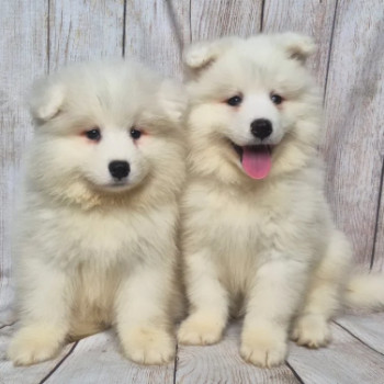 Bellissimi cuccioli di samoiedo