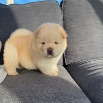 Fantastici cuccioli di chow chow