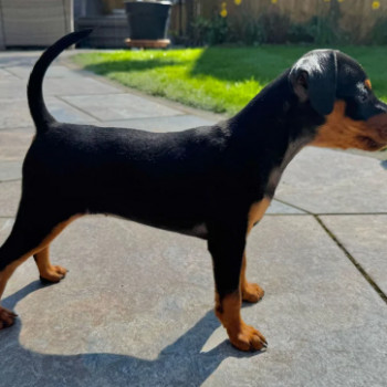 Eccezionali cuccioli pinscher