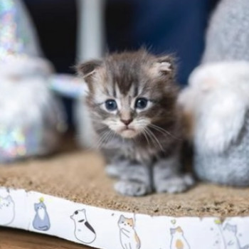 bellissimi gattini maine coon