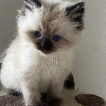 Adorabili gattini Ragdoll di razza pura
