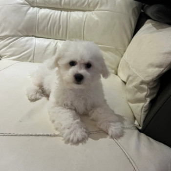 Bellissimi cuccioli di bichon frise