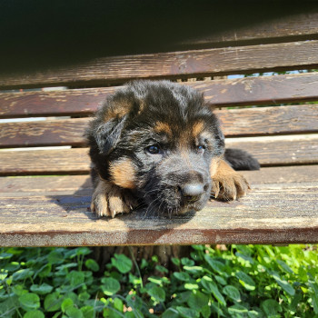 Cuccioli di Pastore Tedesco 