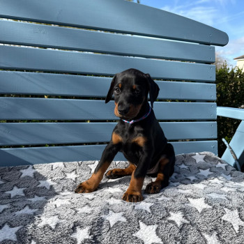 Cuccioli di Dobermann eccezionali