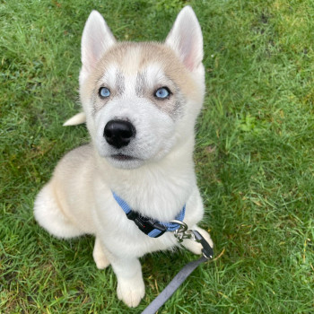Adorabile Siberian Husky dagli occhi azzurri in vendita.