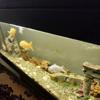 Acquario