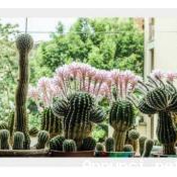 CACTUS Equinopsis multi Fiori grandi e profumati !