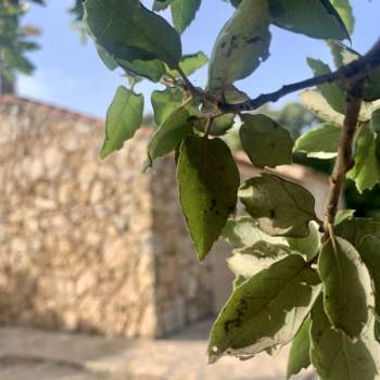 Terreno in vendita a Olbia (Sassari)