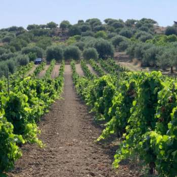 Terreno in vendita a Noto (Siracusa)