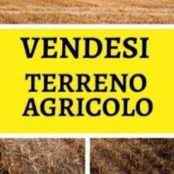 Terreno in vendita a Codevigo (Padova)