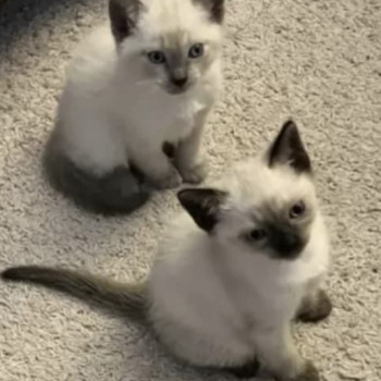 Adozione gattini siamese