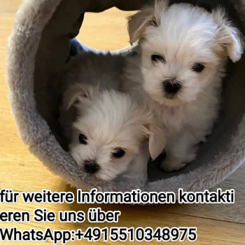 Splendidi cuccioli di maltese