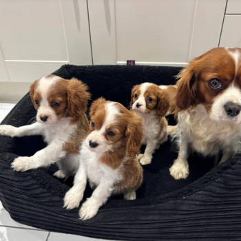 Bellissimi cuccioli cavalier king