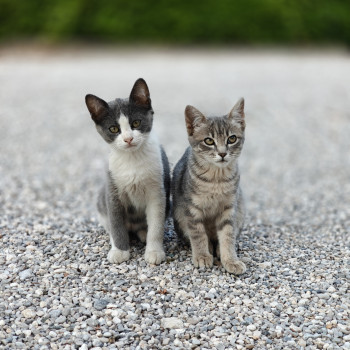 Regalo gattini