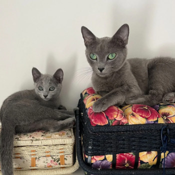 Adorabili cuccioli di Blu di Russia in adozione