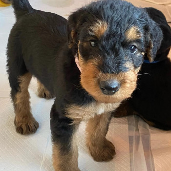 Cuccioli di Airedale Terrier &ndash; Vivaci, Affettuosi e Intelligenti!