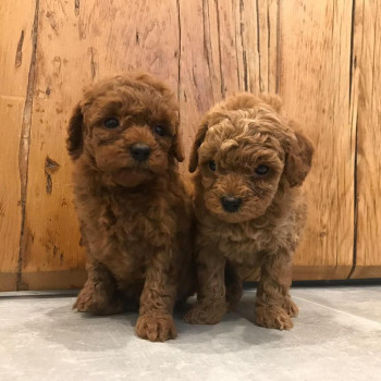 Cuccioli barboncino toy