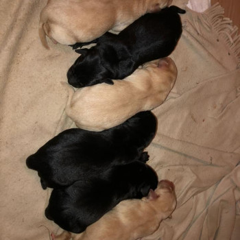 Cuccioli di Labrador