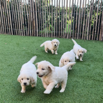 Cuccioli di Golden Retriever pronti per nuove case .