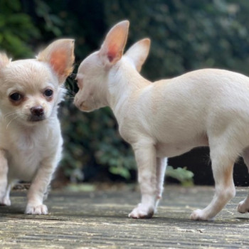 Bellissimo regalo di cuccioli di chihuahua per il reinserimento