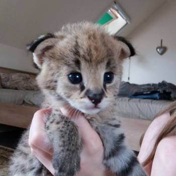 Disponibili gattini Savannah, serval e caracal