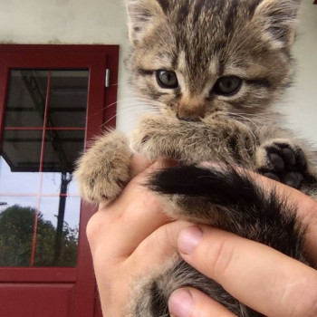 Miao, cerchiamo casa!