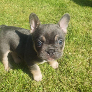 Cuccioli  Bulldog Francese...