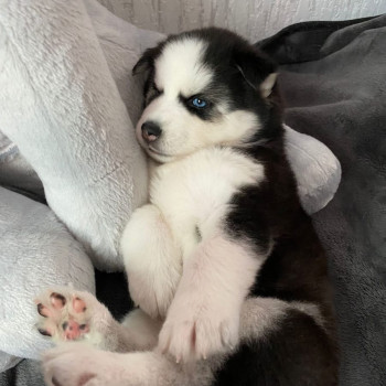 meraviglia dagli occhi blu cuccioli  Husky