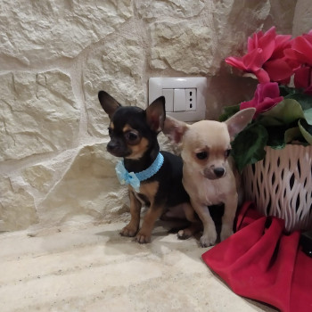 Chihuahua cuccioli disponibili