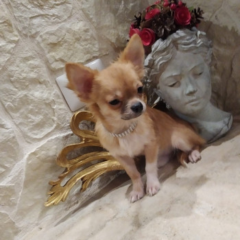 Chihuahua cucciolo disponibile