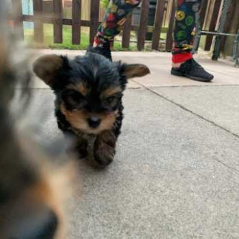  cuccioli di Yorkie maschio e femmina