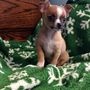 Chihuahua cuccioli 