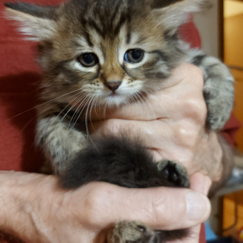 Cucciola gatto siberiano