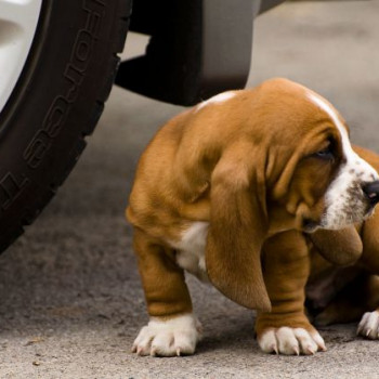 SPLENDIDI CUCCIOLI DI BASSETHOUND