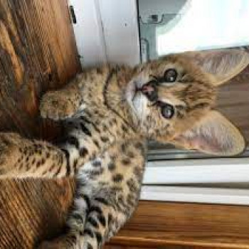 Disponibili cuccioli Savannah e serval caracal e Ocelot