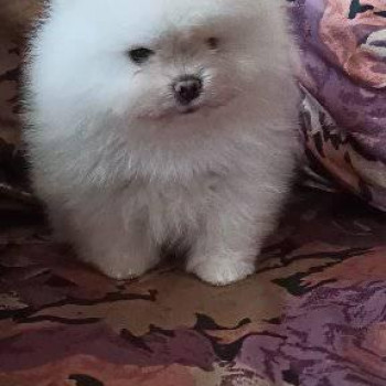 Dolci cuccioli di Spitz Pomerania disponibili