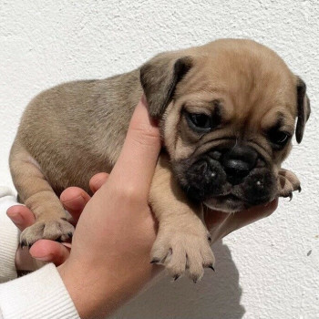 Cuccioli Old Tyme x Bulldog Inglese