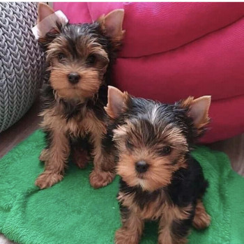 Disponibili cuccioli di yorkshire terrier maschio e femmina