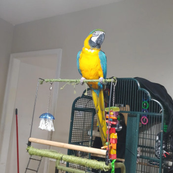 pappagallo Ara d'oro