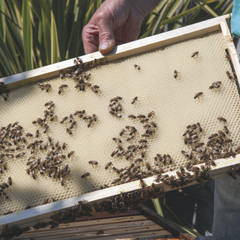 Apicoltore vende api (nuclei/famiglie)