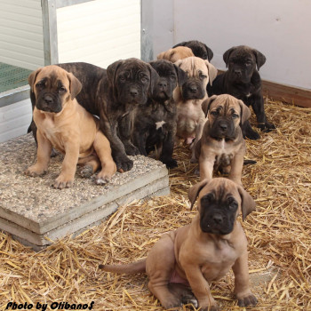 Cuccioli cane Corso alta selezione guardia difesa 