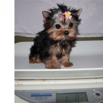 Cuccioli di Yorkshire Terrier di alta qualità