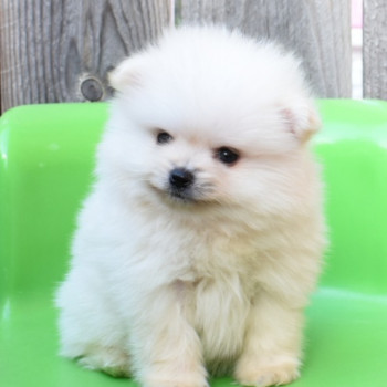 Vendo bellissimi cuccioli di Pomerania di razza pura