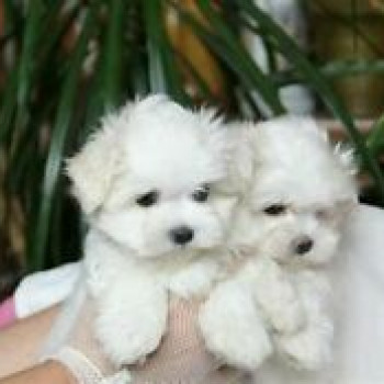  Cuccioli di maltese toy 