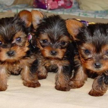 Disponibili fantastici cuccioli di yorkie